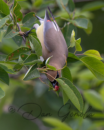 Cedar Waxwing