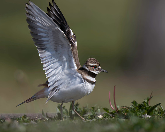 Killdeer