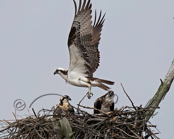 Osprey