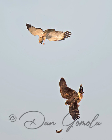 Northern Harrier