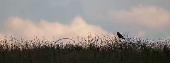 Northern Harrier