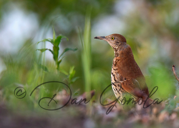 Brown Thrasher