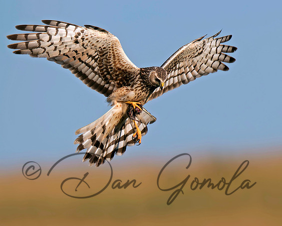 Northern Harrier