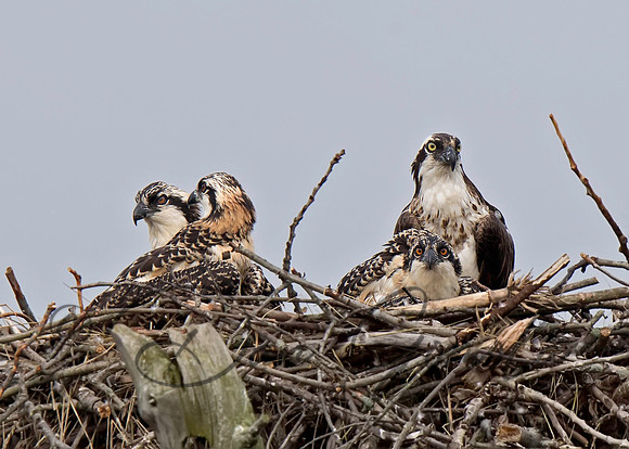 Osprey