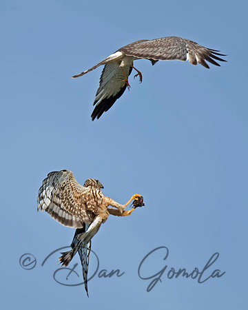 Northern Harrier