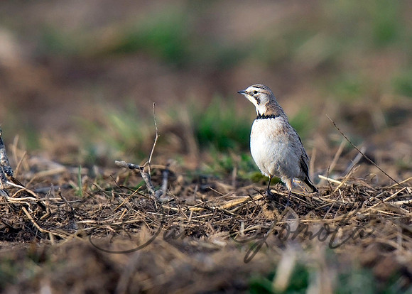 Horned Lark