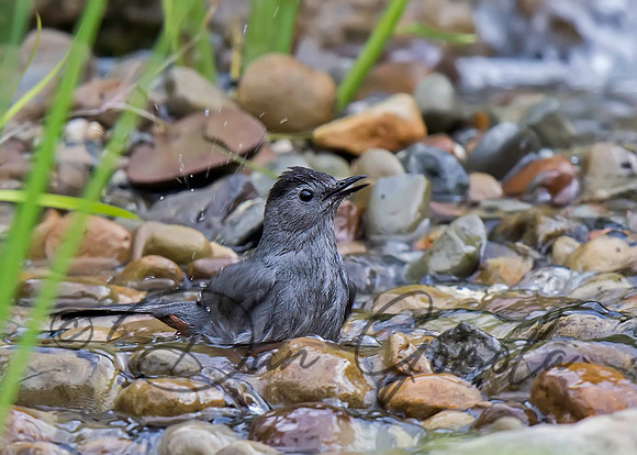Gray Catbird