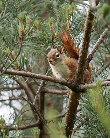 Red Squirrel