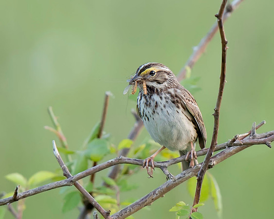 Savannah Sparrow