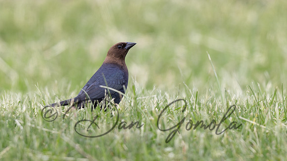 Brown-headed Cowbird