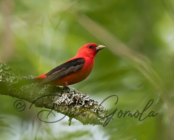 Scarlet Tanager
