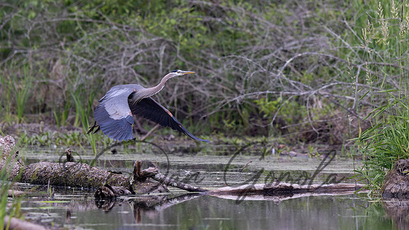 Great Blue Heron