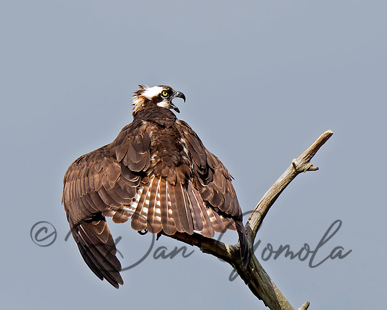 Osprey