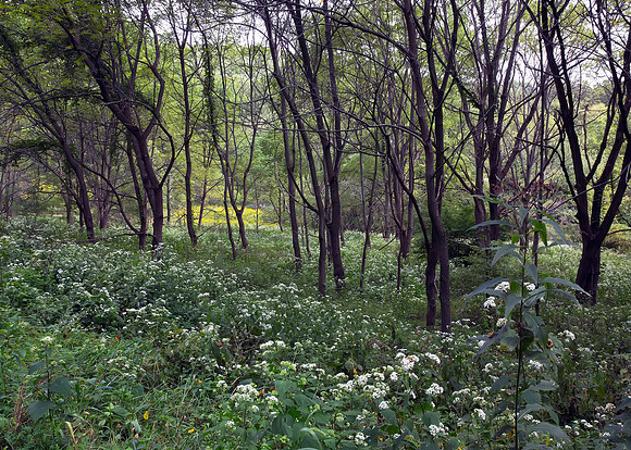 White Snakeroot & Goldenrod