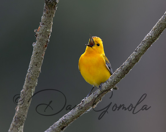 Prothonotary Warbler