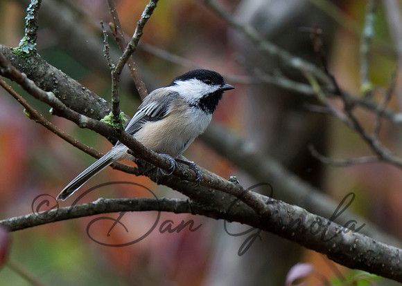Black-capped Chickadee