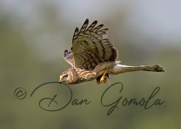 Northern Harrier