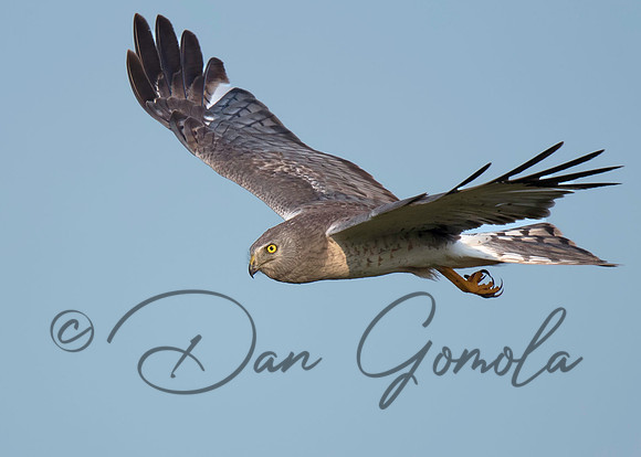 Northern Harrier