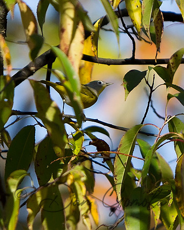 Nashville Warbler