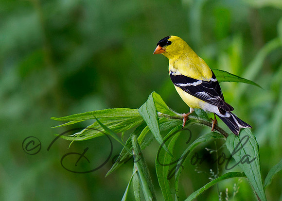 American Goldfinch