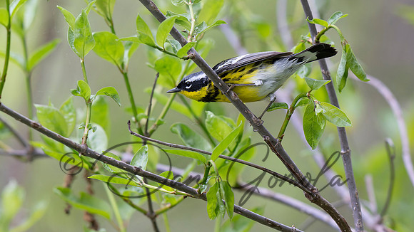 Magnolia Warbler