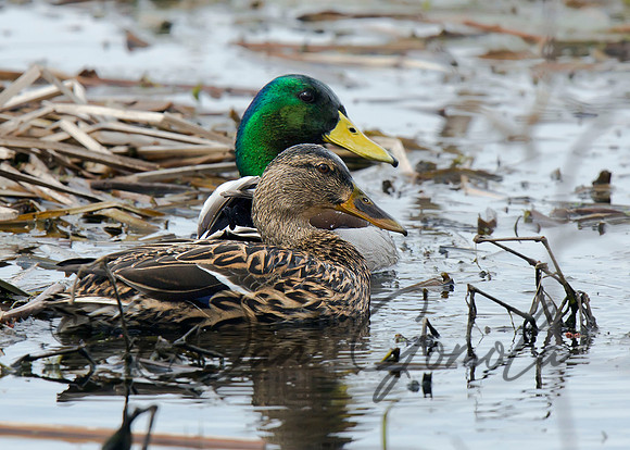 Mallard Duck