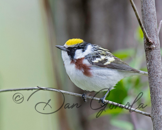 Chestnut-sided Warbler