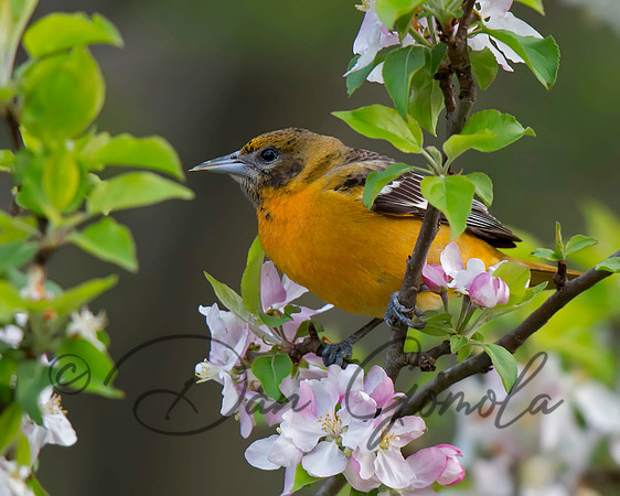 Baltimore Oriole