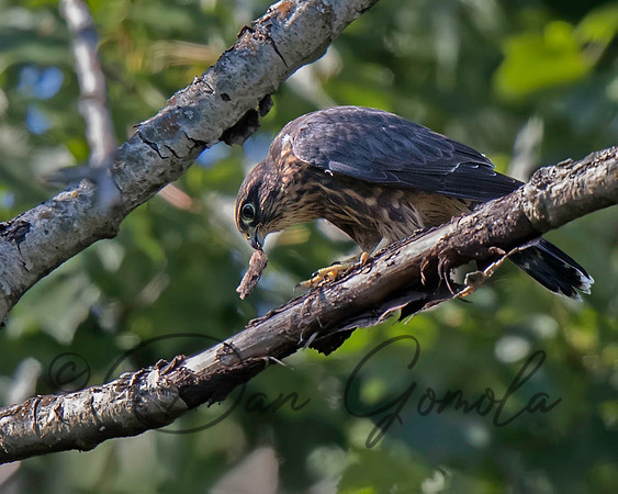 Merlin