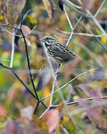 Song Sparrow