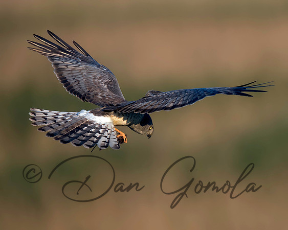 Northern Harrier