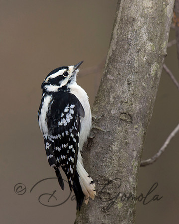 Downey Woodpecker