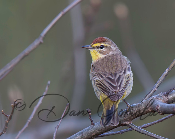 Palm Warbler