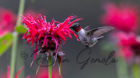 Ruby-throated Hummingbird