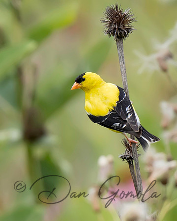 American Goldfinch