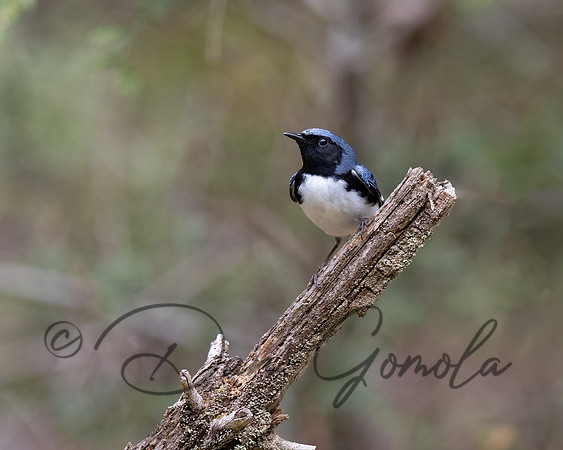 Black-throated Blue Warbler