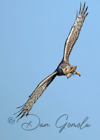 Northern Harrier