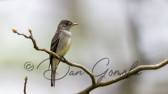 Eastern Wood-Peewee