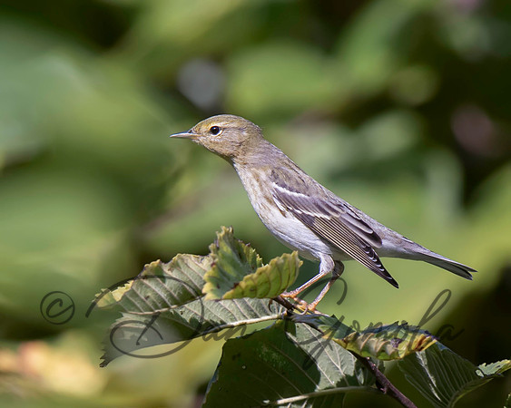Blackpoll Warbler