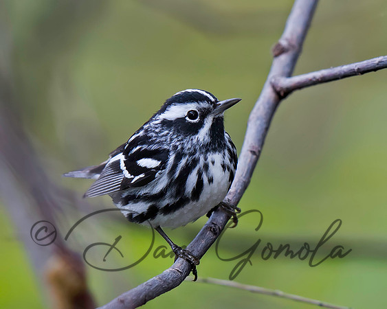 Black-and-white Warbler