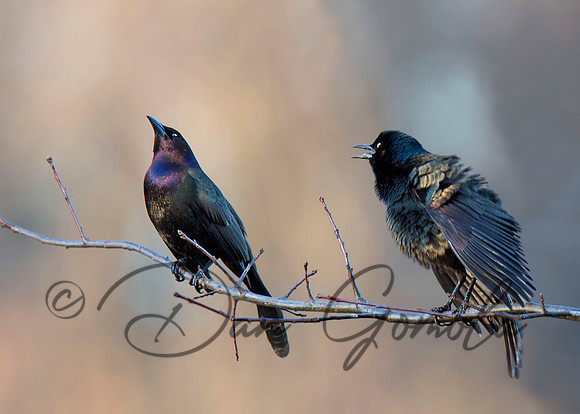 Common Grackle