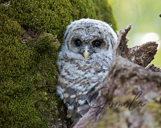 Barred Owl