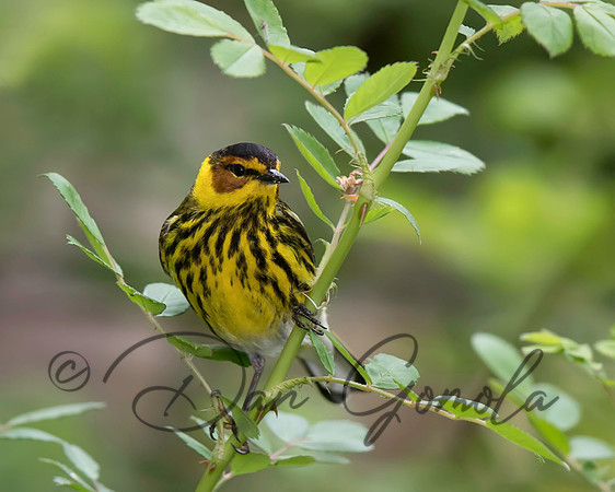 Cape May Warbler