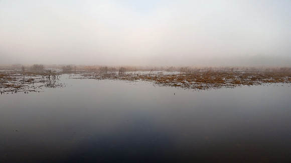 Foggy Morning
