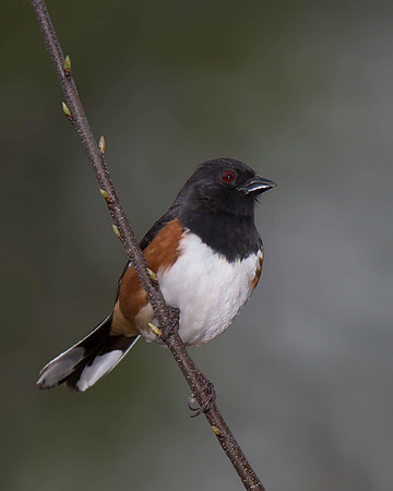 Eastern Towhee