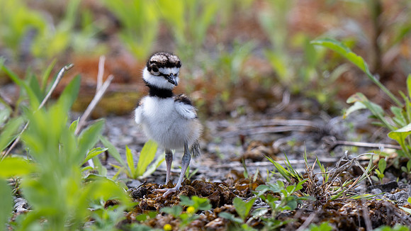 Killdeer
