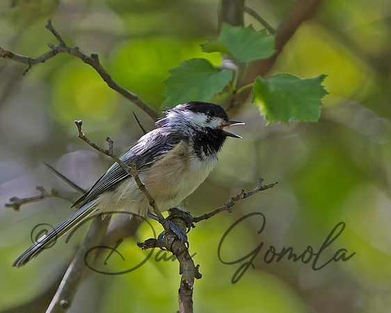 Black-capped Chickadee
