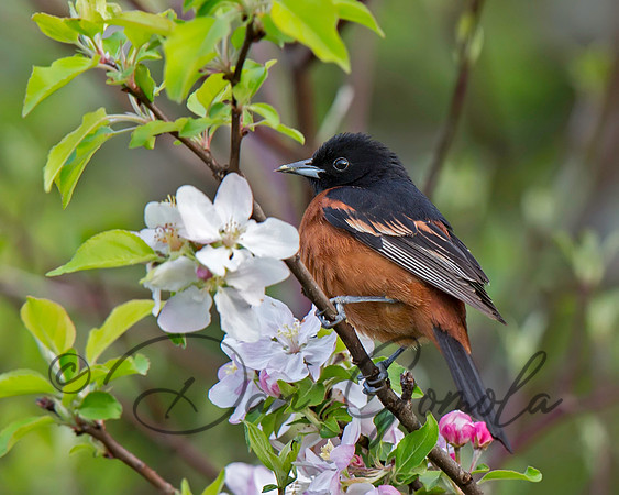 Orchard Oriole