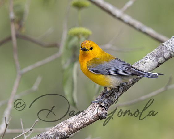 Prothonotary Warbler