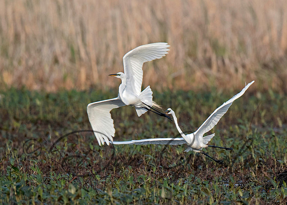 Great Egret